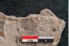 Foto (Detailansicht) von Asterophyllites equisetiformis Br. (NHMW-GEO-2024-0188-11002)